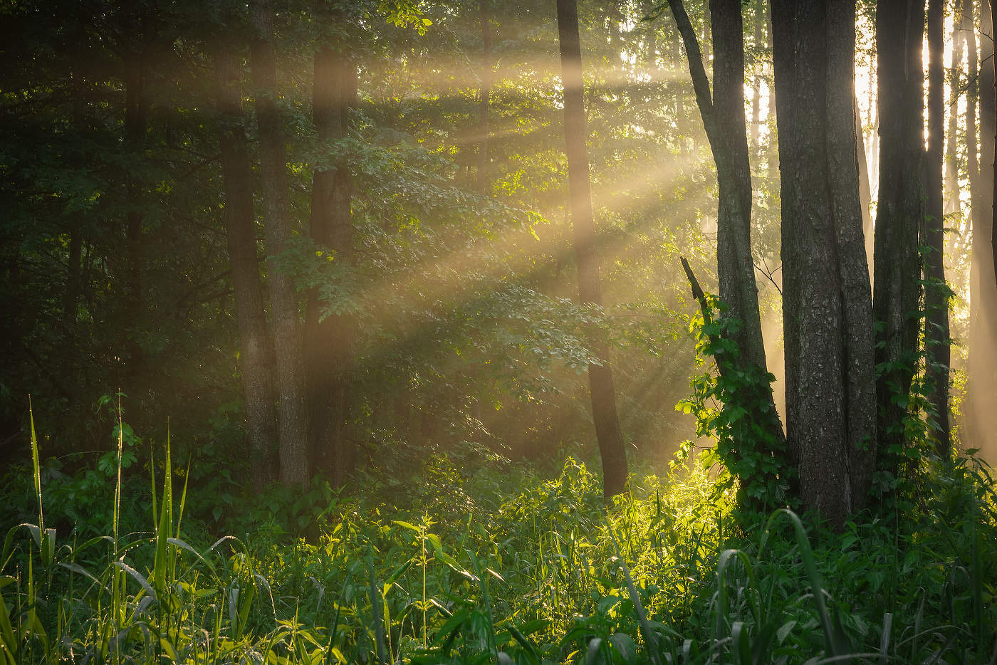 Golden sunbeams shining through tall trees in a lush green forest with thick undergrowth and climbing vines